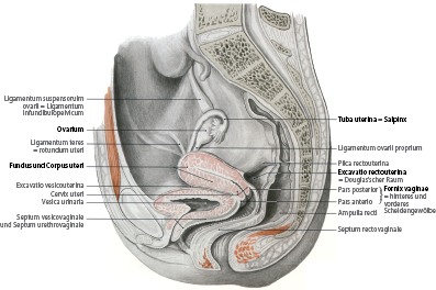 Anatomie Der Weiblichen Geschlechtsorgane Springerlink