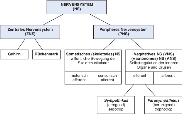 verletzungen des ruckenmarks frauen nackt