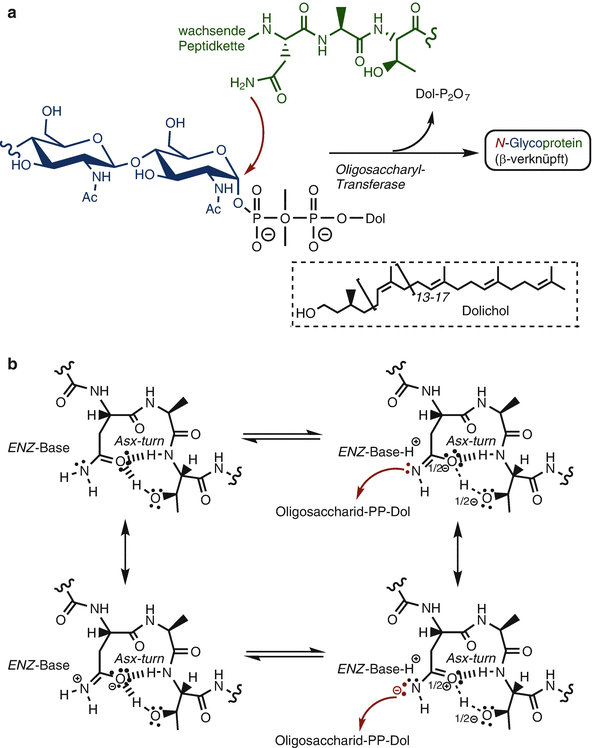 Glycokonjugate, Glycoproteine SpringerLink