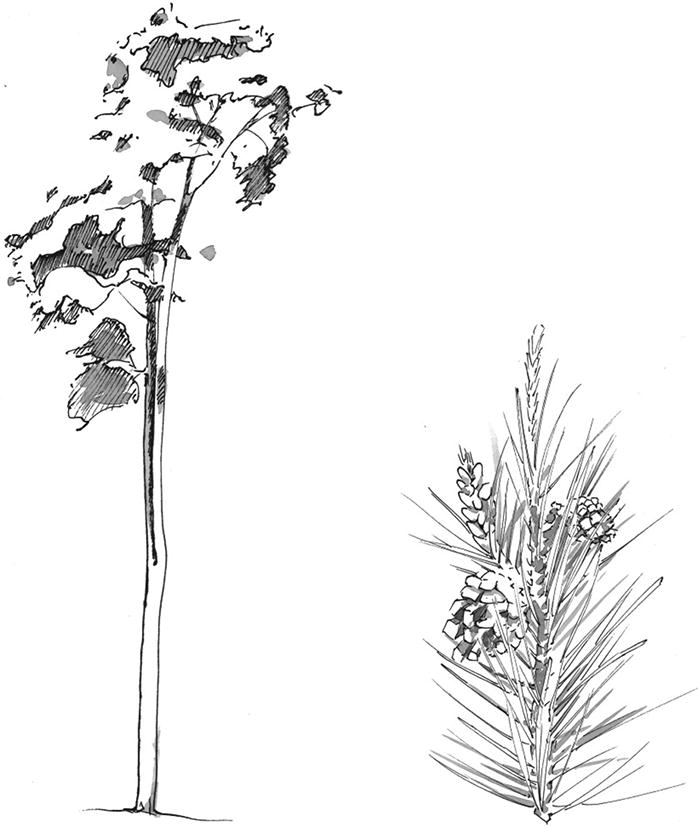 Lignocellulosic Biomass Springerlink