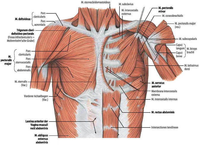 Surgical Anatomy Of The Chest Wall Springerlink