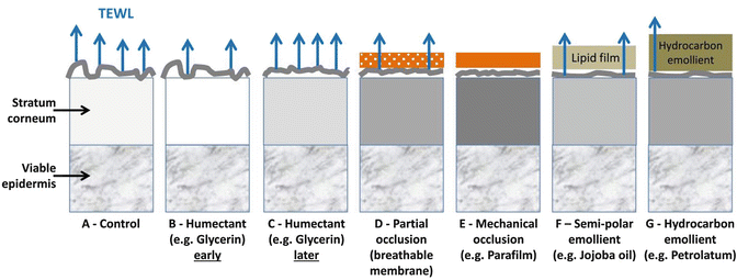 moisturizer humectant emollient occlusive