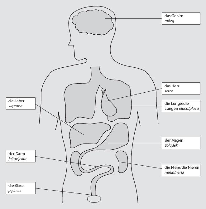 Der Menschliche Körper Anatomia Człowieka Springerlink