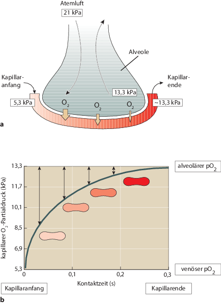 Atmung Und Physiologie Der Atemgase Springerlink