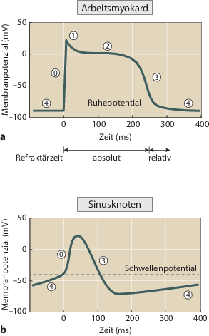 Herzerregung Und Herzmechanik Springerlink