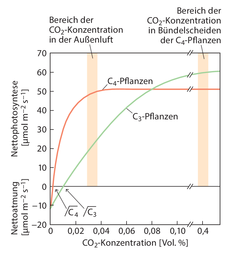 Ökophysiologische Leistungen der Höheren Pflanzen | SpringerLink