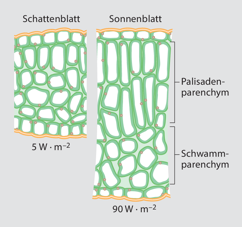 Okophysiologische Leistungen Der Hoheren Pflanzen Springerlink