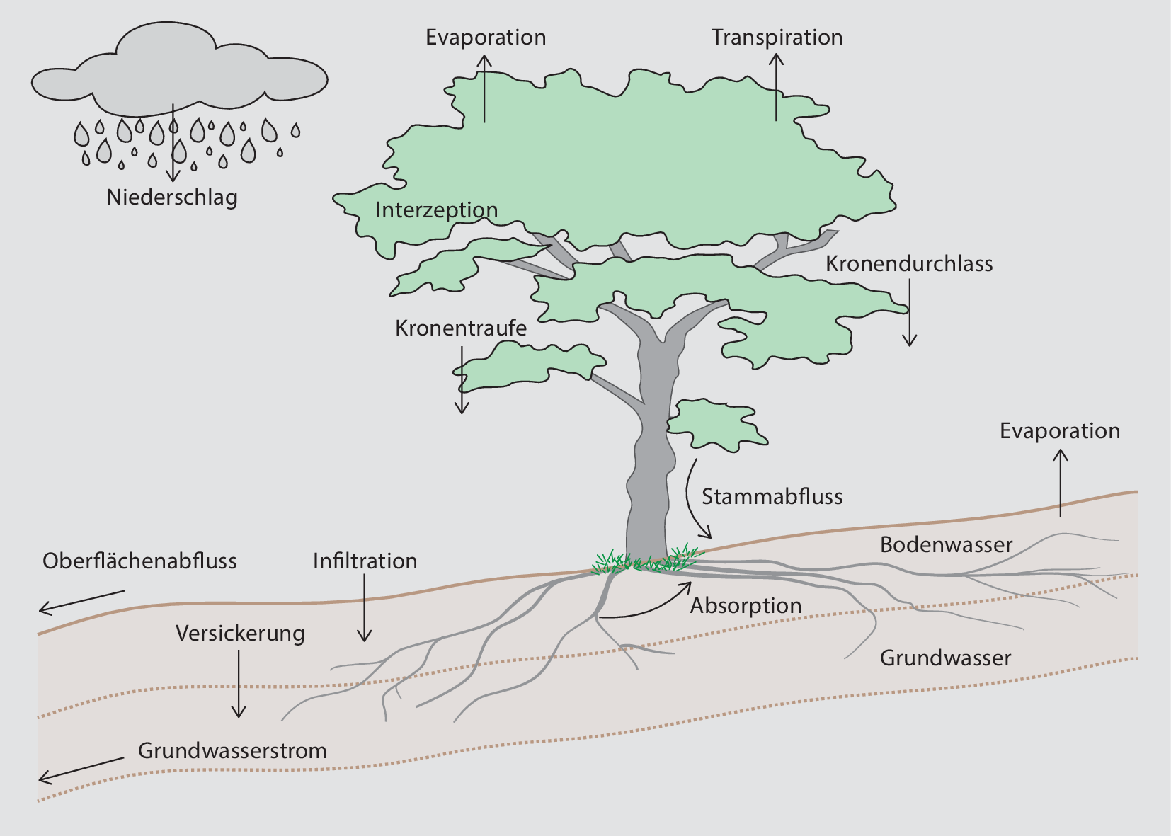 Pflanzen in Ökosystemen | SpringerLink