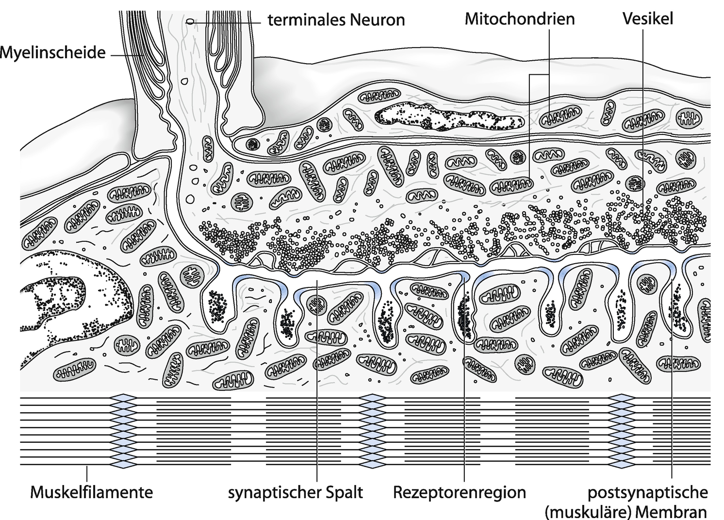 Muskelrelaxanzien Und Ihre Antagonisten Springerlink