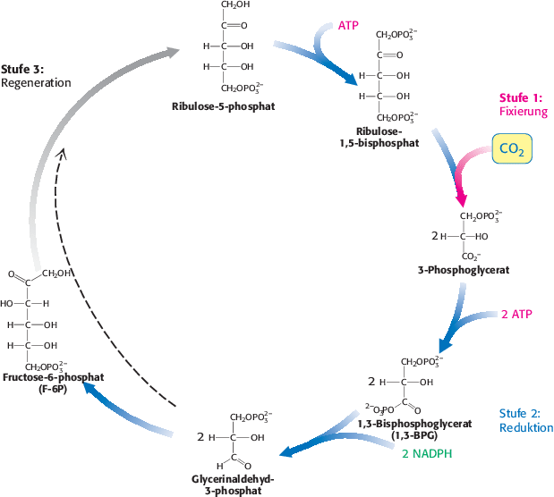 Der Calvin Zyklus Und Der Pentosephosphatweg Springerlink