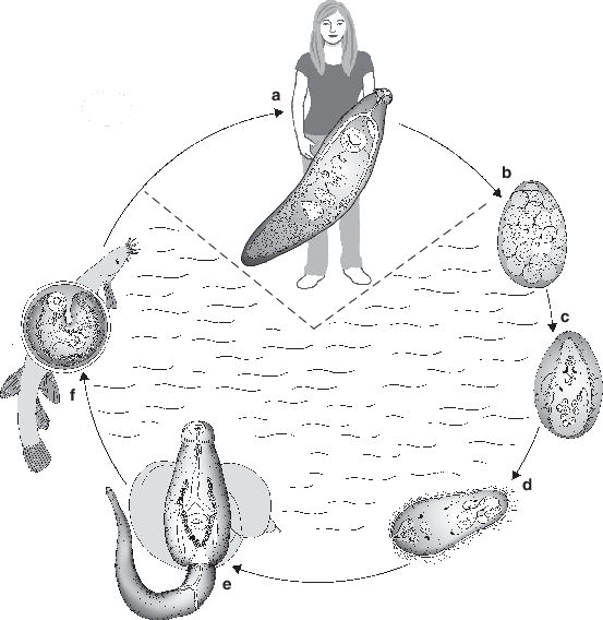 Parasitische Würmer (Helminthen) und Myxozoa SpringerLink