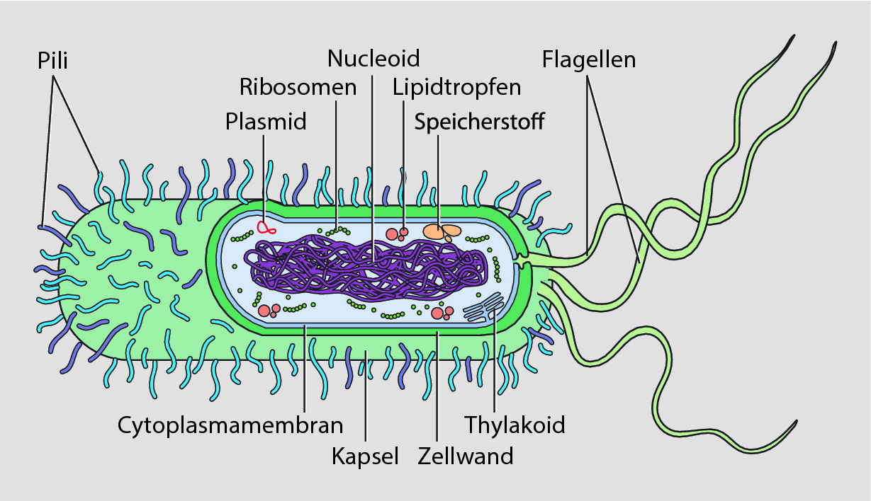 Entstehung Des Lebens Die Hauptgruppen Springerlink