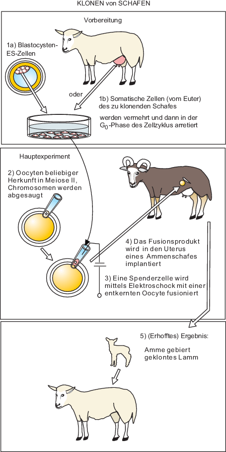 Angewandte Entwicklungsbiologie Klonen Erzeugung Rekombinanter Proteine Tiermodelle Menschlicher Krankheiten Methoden Der Gentherapie Springerlink