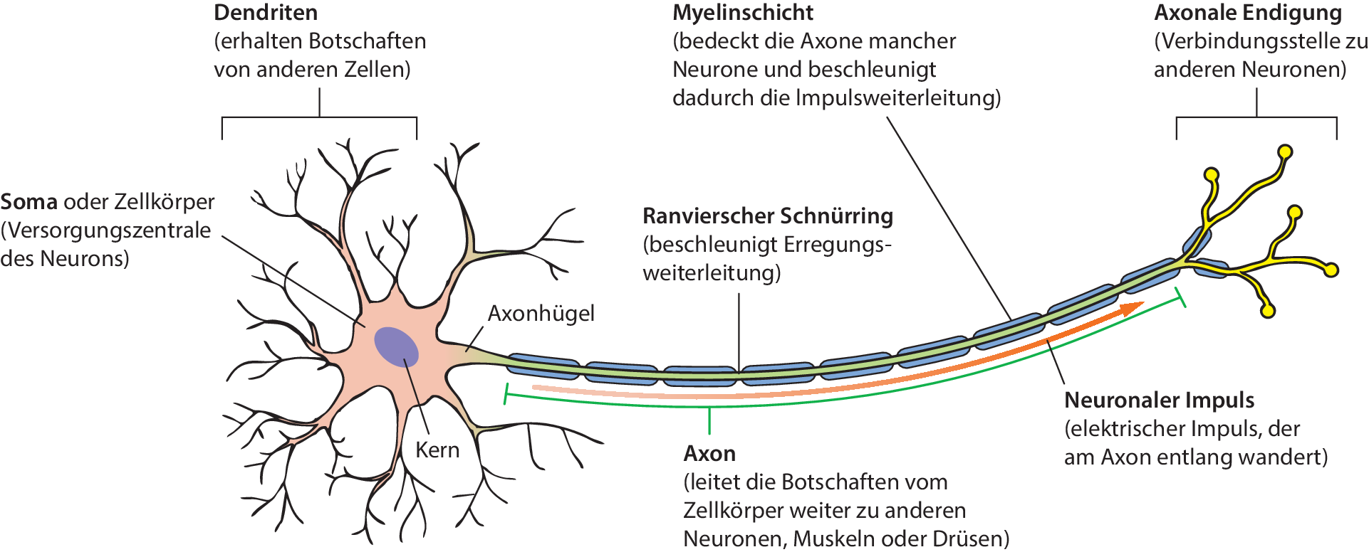 Gehirn Und Lernen Springerlink
