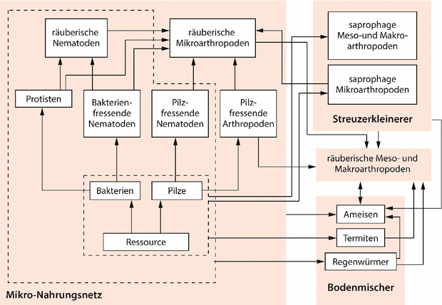 Bodenorganismen Und Ihr Lebensraum Springerlink