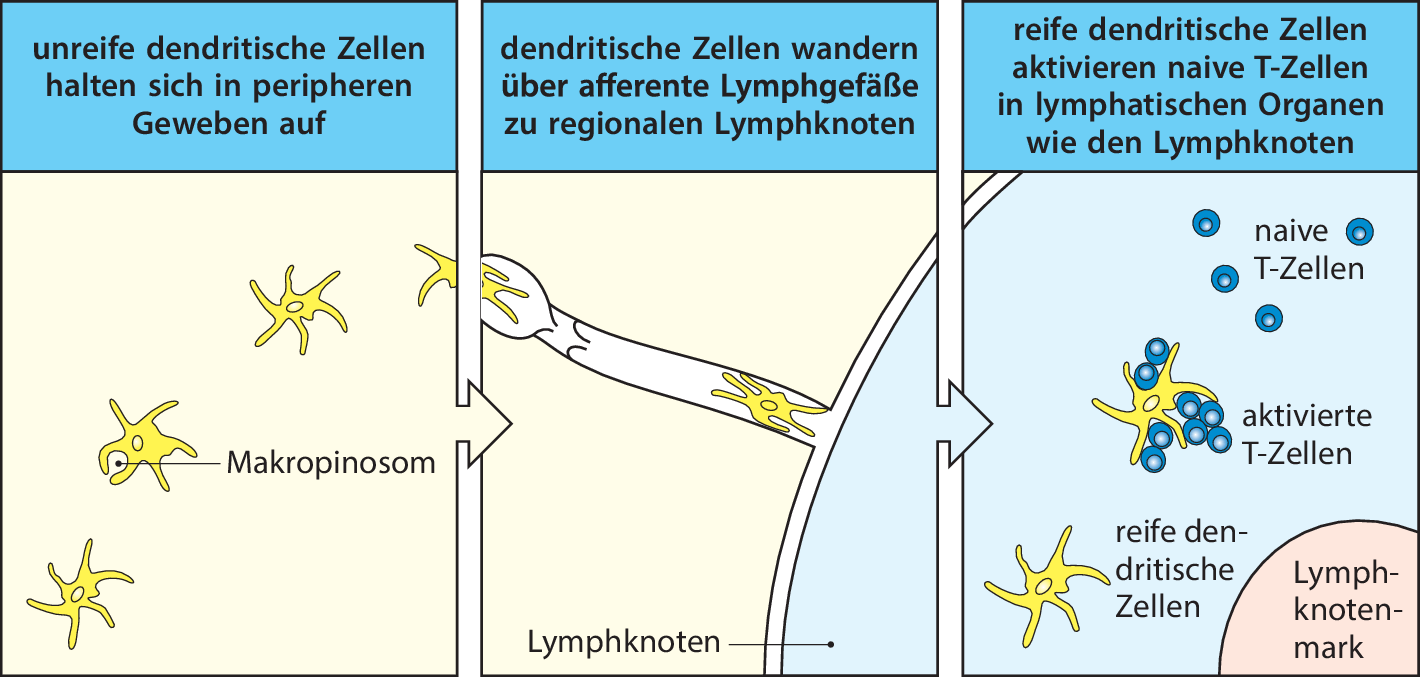 Grundbegriffe Der Immunologie Springerlink Open Image In New Window