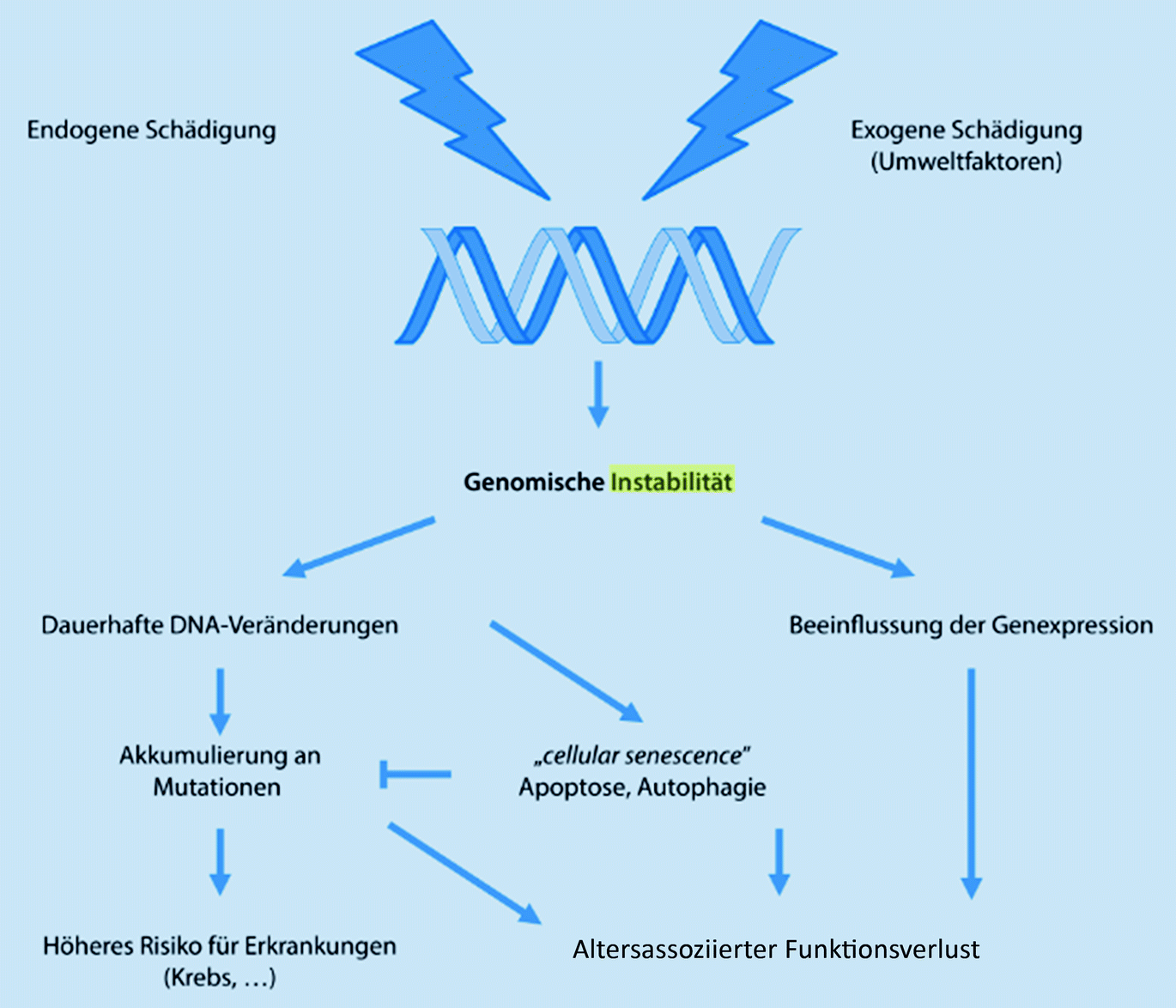 Pathophysiologie des Alterns und altersassoziierte Krankheiten |  SpringerLink