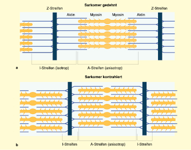Das Bewegungsorgan Skelettmuskulatur Springerlink