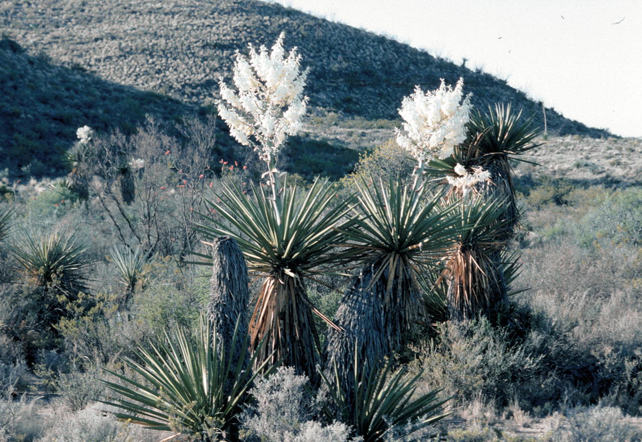 cactus 50 seeds yucca rigida succulent seed f fat plants