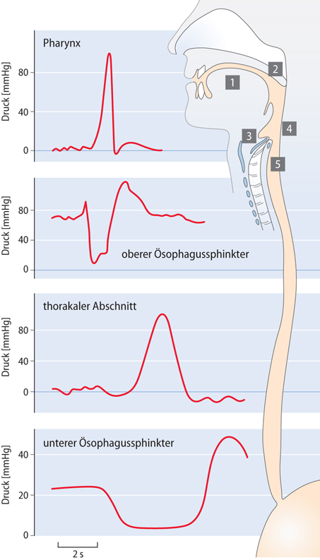 Oberer Gastrointestinaltrakt Git Springerlink