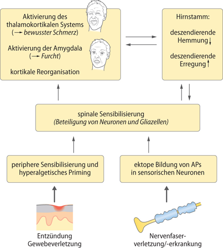 Nozizeption Und Schmerz Springerlink