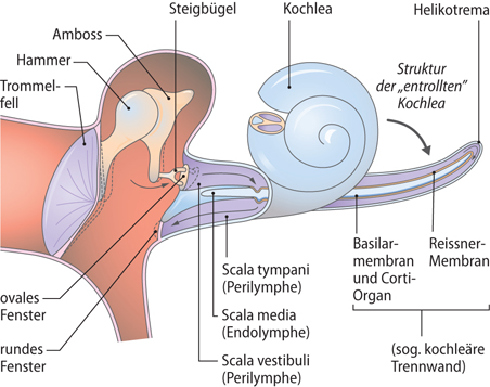 Peripheres Auditorisches System | SpringerLink