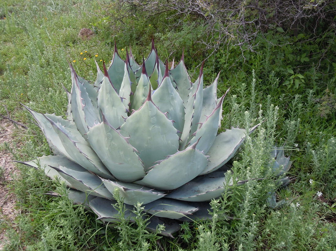 cacti 50 seeds of Agave kerchovei succulents succulents seed C