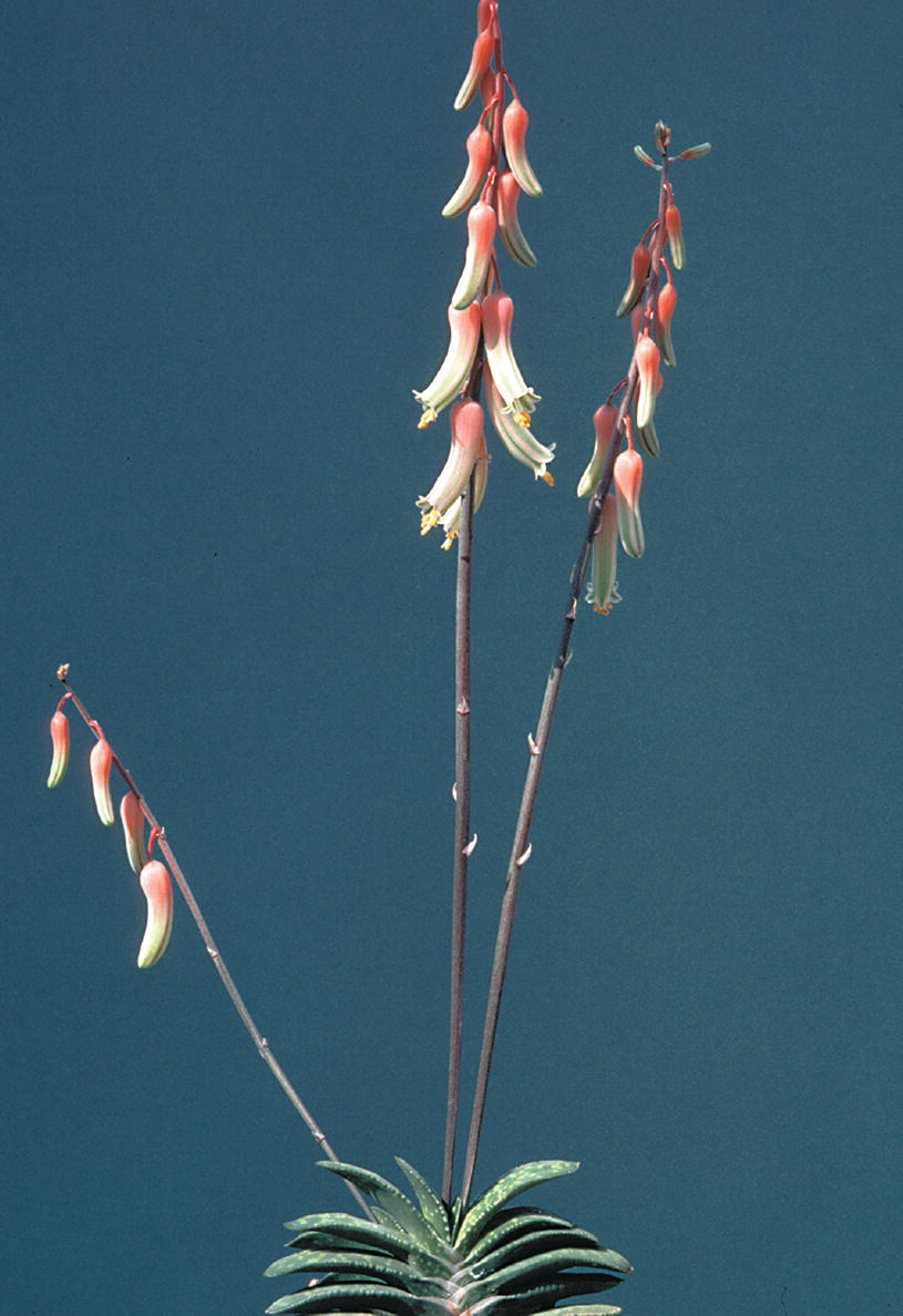 Gasteria Asphodelaceae Springerlink