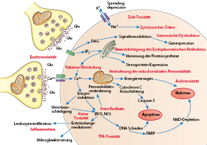 Vaskulare Erkrankungen Springerlink