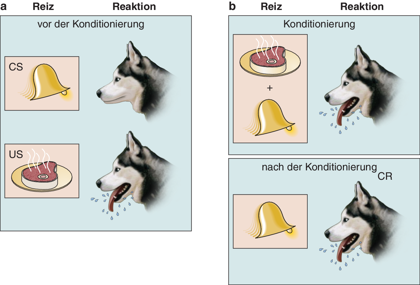 Gedächtnissysteme | SpringerLink