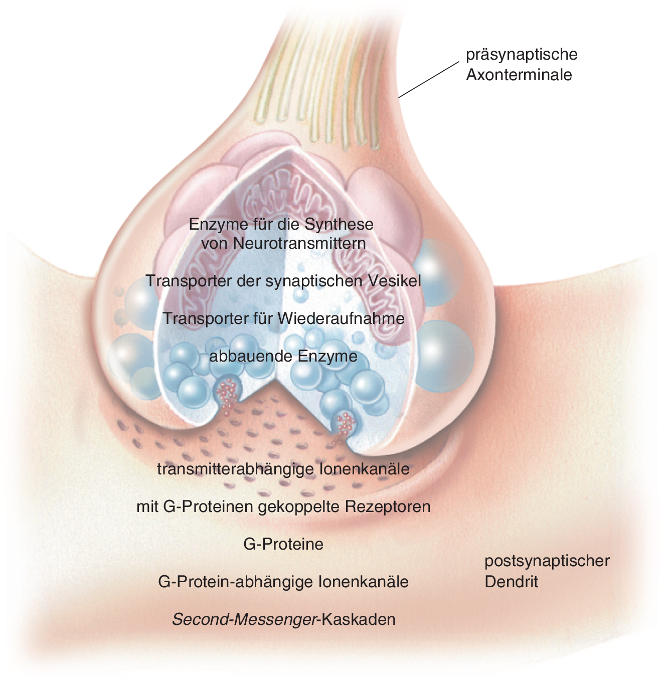 Neurotransmittersysteme | SpringerLink