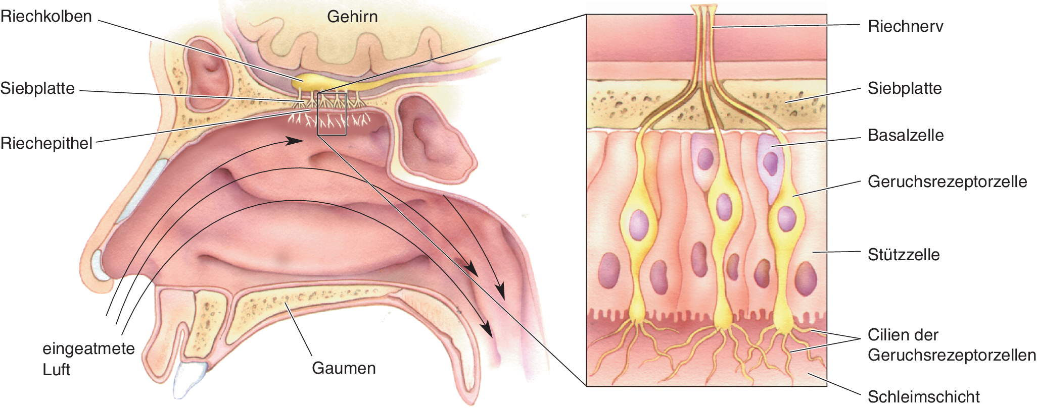 Geschmacksknospen und riechzellen werden beruecksichtigt