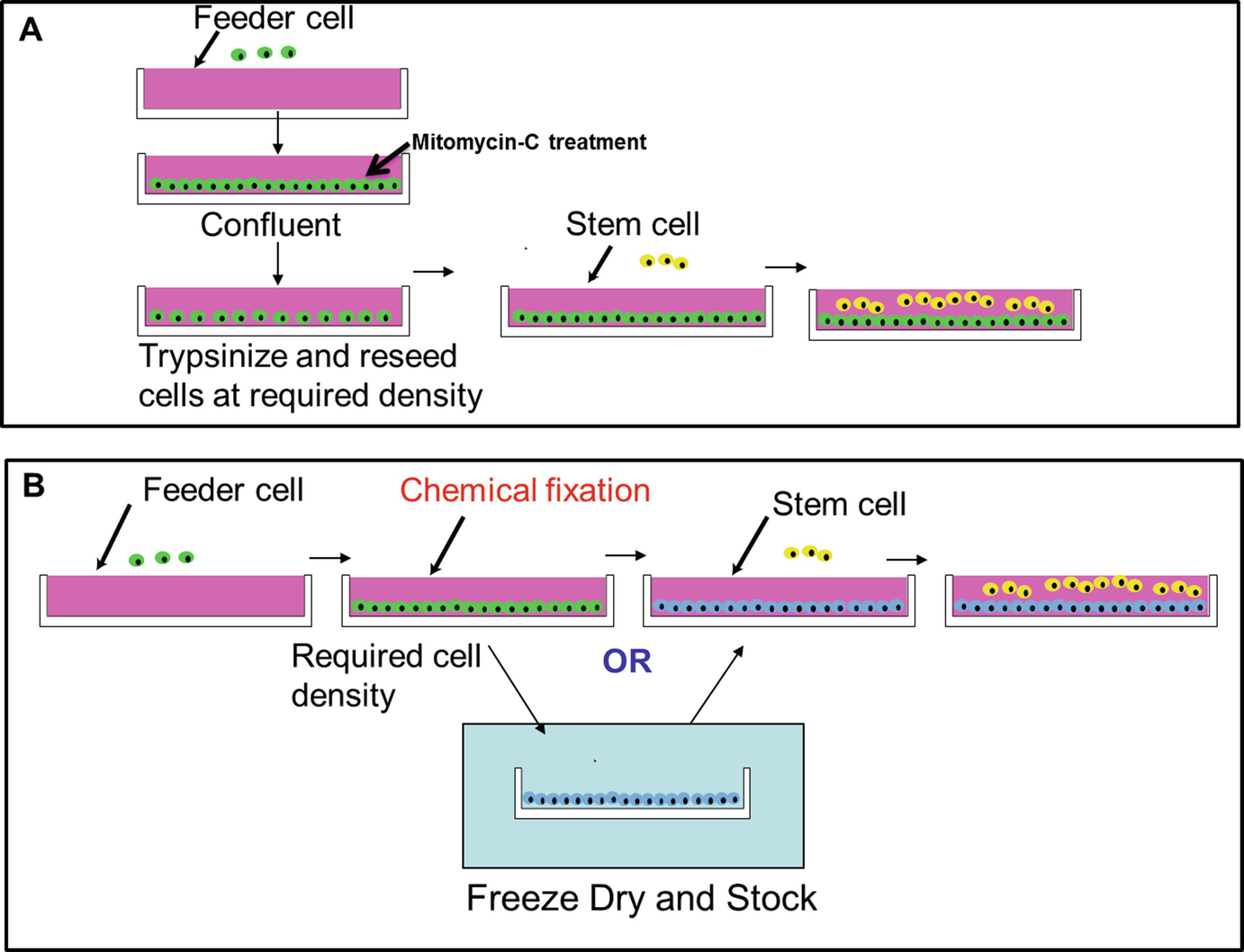 Cross Linking Of Biological Components For Stem Cell Culture