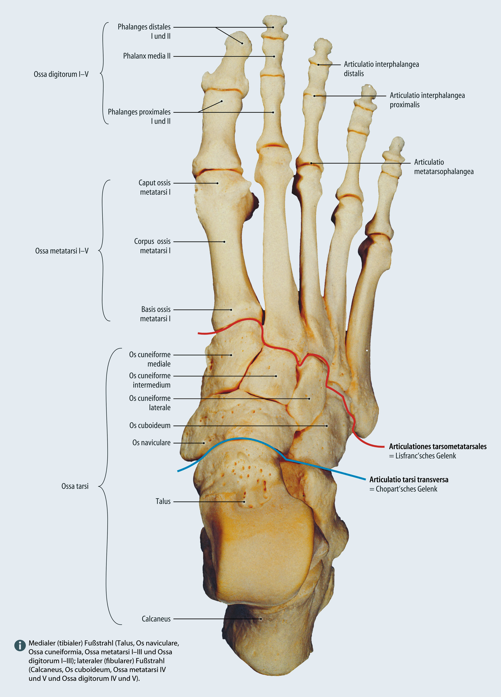 Farm simptomele durerii articulare sternoclaviculare