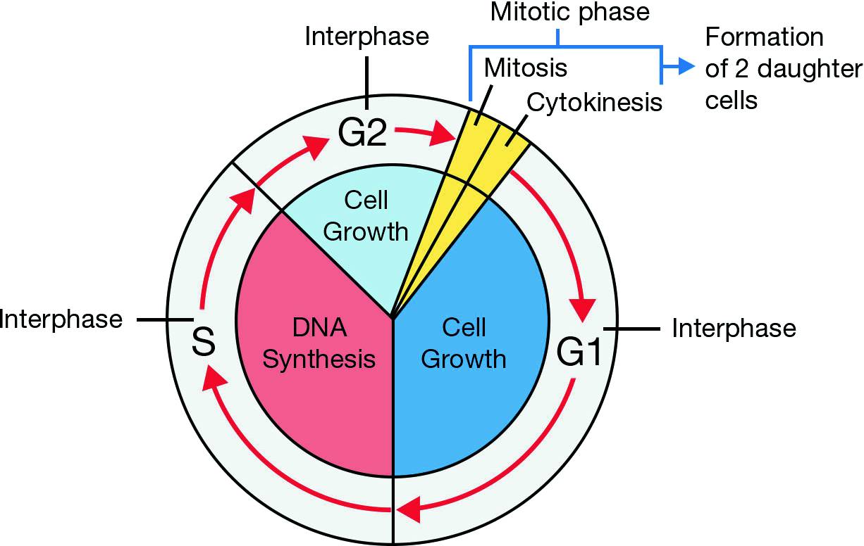 Mitosis | Springerlink