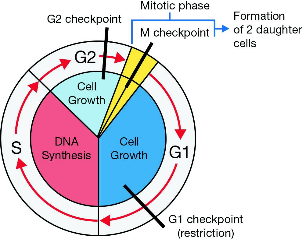 Mitosis | Springerlink