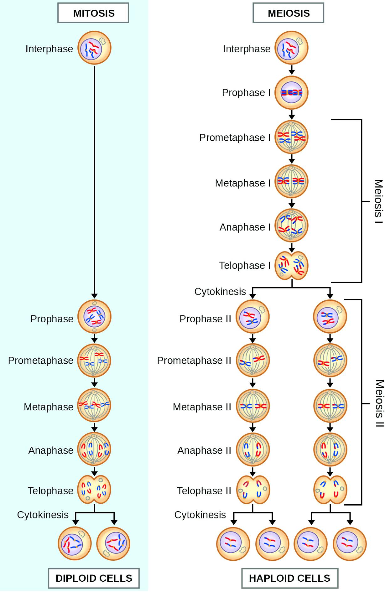 Meiosis | Springerlink
