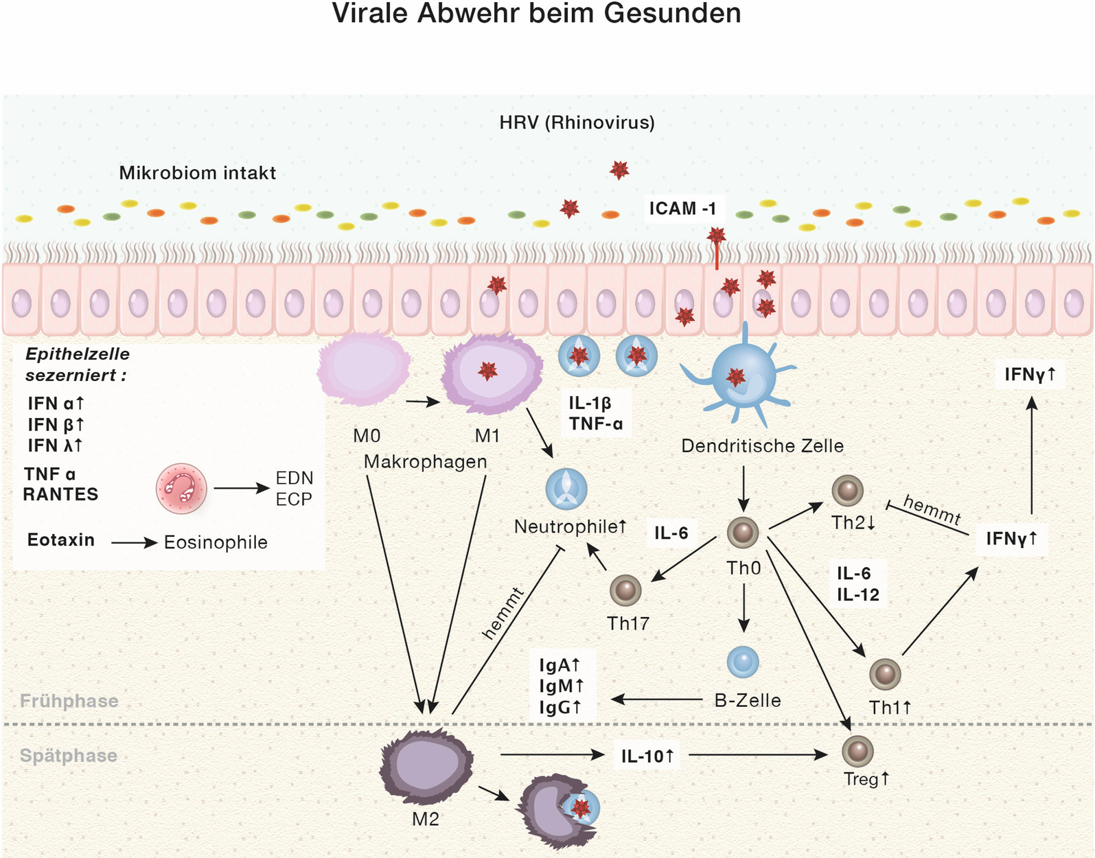 Allergie Und Der Respiratorische Infekt Springerlink