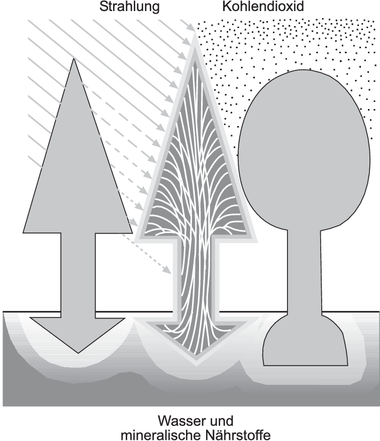 Gestalt Von Baumen Springerlink