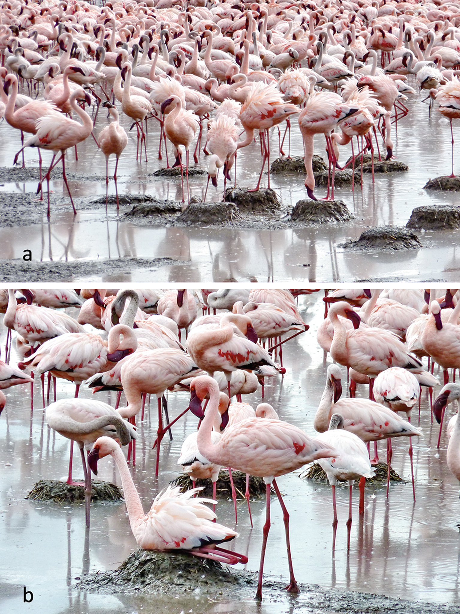 East Africa Hub Of The Unresting Lesser Flamingo Springerlink