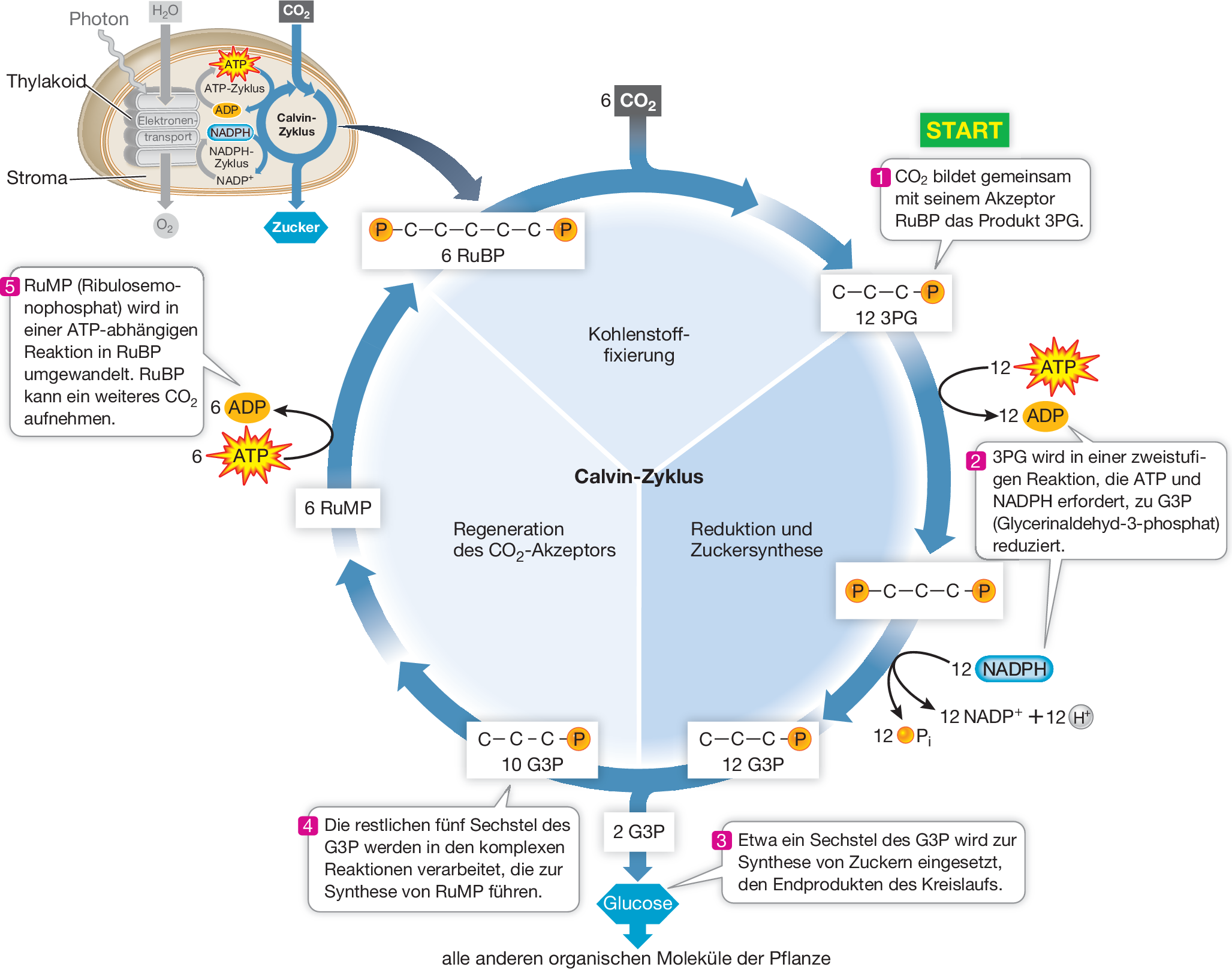 Photosynthese Energie Aus Dem Sonnenlicht Springerlink