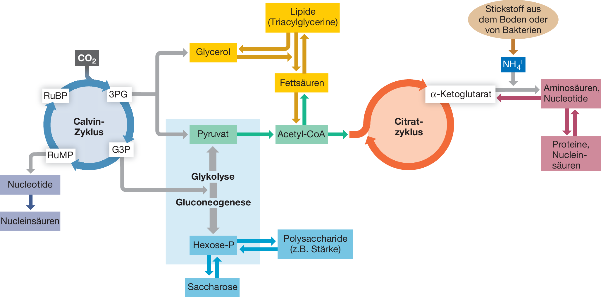 Photosynthese Energie Aus Dem Sonnenlicht Springerlink