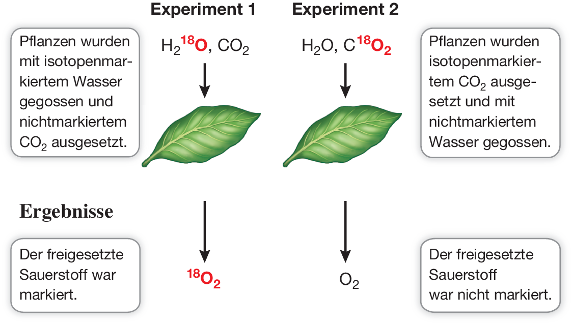 Photosynthese: Energie aus dem Sonnenlicht | SpringerLink