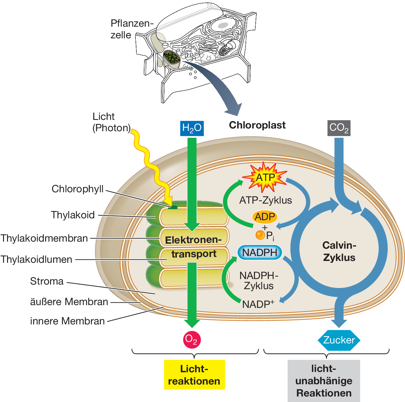 Photosynthese Energie Aus Dem Sonnenlicht Springerlink