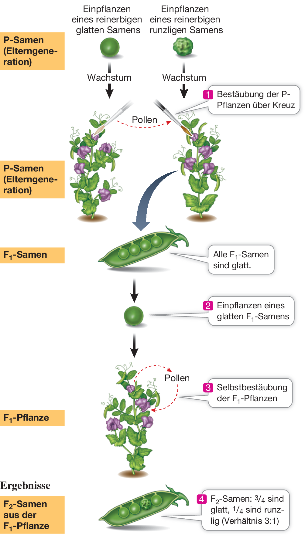 Vererbung Gene Und Chromosomen Springerlink