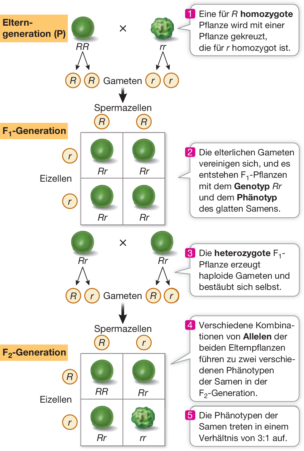 Vererbung, Gene und Chromosomen | SpringerLink