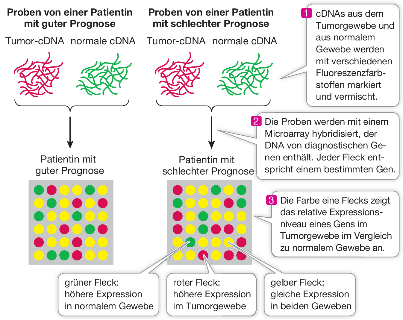 Rekombinante Dna Und Gentechnik Springerlink
