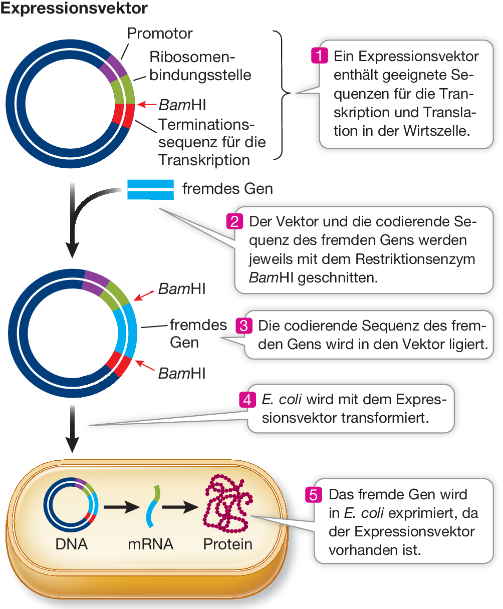 Rekombinante Dna Und Gentechnik Springerlink