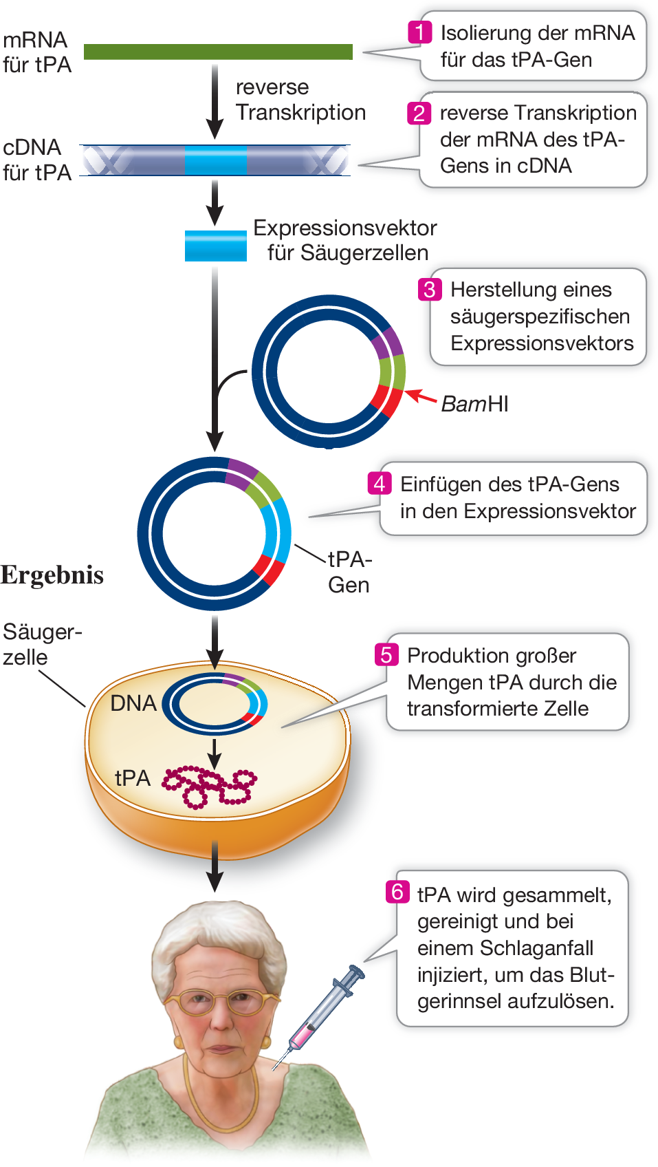 Rekombinante Dna Und Gentechnik Springerlink