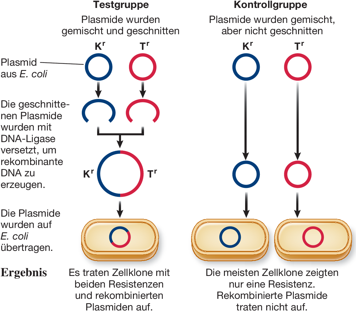 Rekombinante Dna Und Gentechnik Springerlink